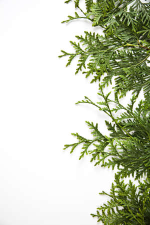 Cut spruce frameの写真素材