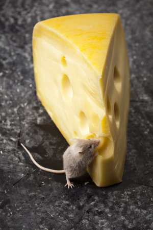 Close up on little mouse and cheeseの写真素材