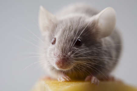 Cheese and mouseの写真素材