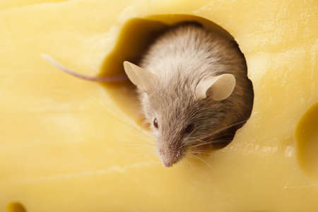Mouseの写真素材