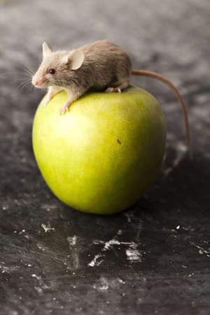 Mouse and appleの写真素材
