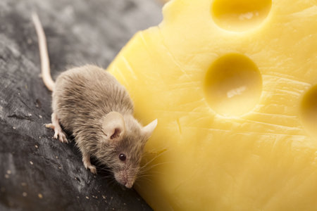 Close up on little mouse and cheese