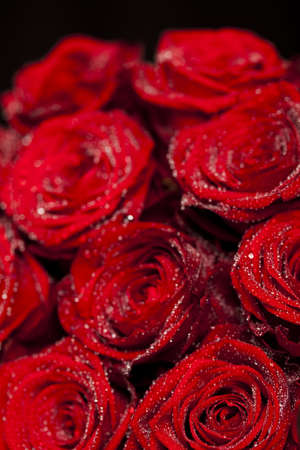 Rosesの写真素材