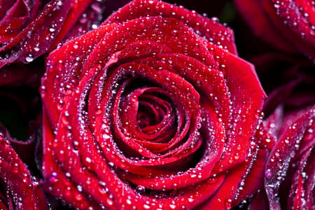 Roseの写真素材