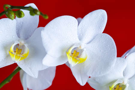 Orchidsの写真素材