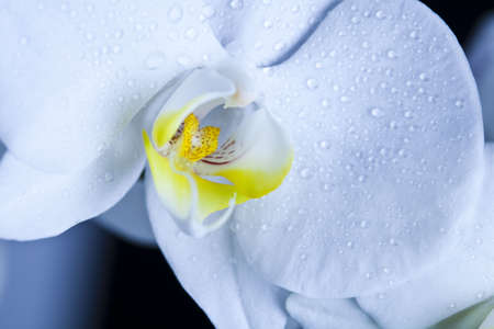 Orchid close-upの写真素材