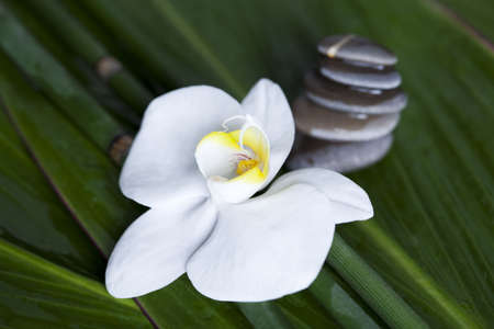 Orchid, beauty and spaの写真素材