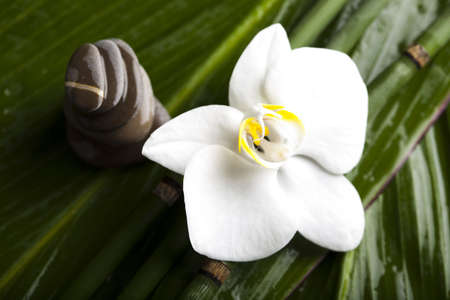 Orchid backgroundの写真素材