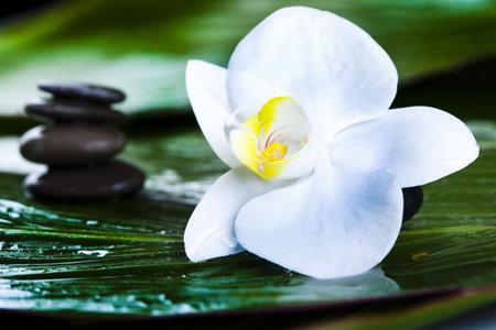 Flower backgroundの写真素材