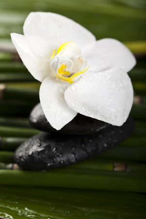 Flower backgroundの写真素材