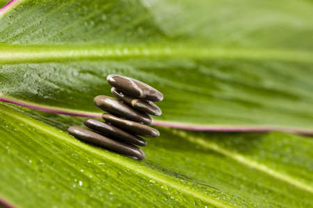 Leaf & Stonesの写真素材