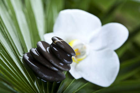 Orchid, beauty and spaの写真素材