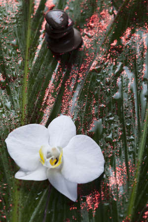 Orchid, beauty and spaの写真素材