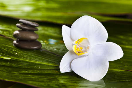 Zen is a freshness and the way of lifeの写真素材