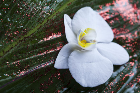 Flower backgroundの写真素材