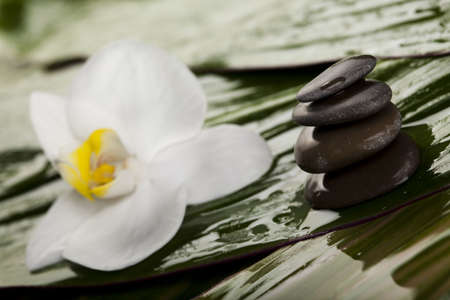 Orchid background and stonesの写真素材