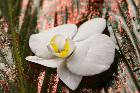 Flower backgroundの写真素材