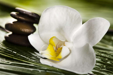 Zen,Orchid and spaの写真素材