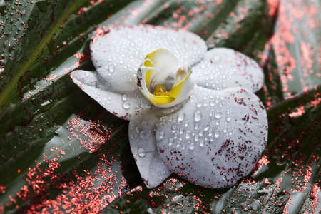 Zen,Orchid and spaの写真素材