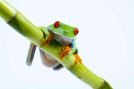 The photo of the red eyed tree frog, separatedの写真素材