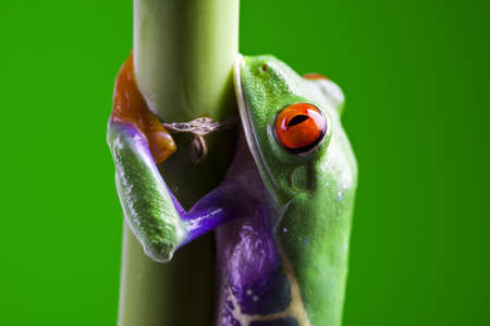 Frog - small animal red eyedの写真素材