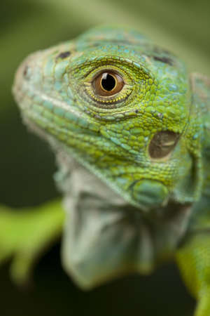 close-up on a iguanaの写真素材