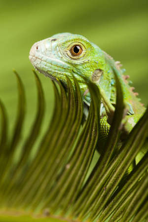 Anole lizardの写真素材