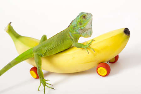 Crazy Iguana の写真素材