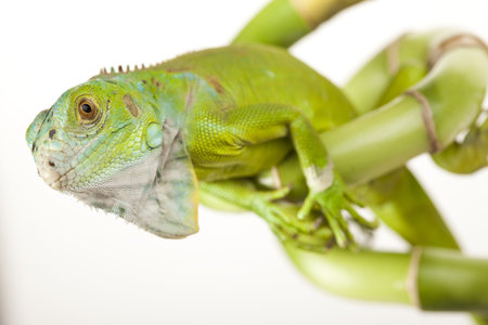Iguana isolated on white background 