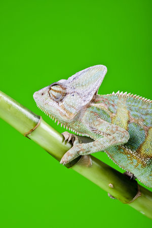 Lizardの写真素材