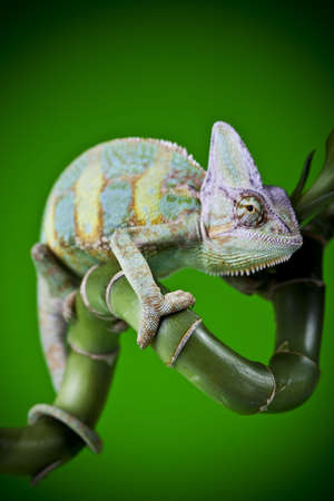 Green chameleonの写真素材