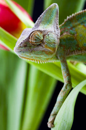 Chameleon on the leafの写真素材