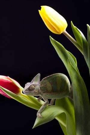 Chameleon & Tulipの写真素材