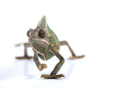 Lizardの写真素材