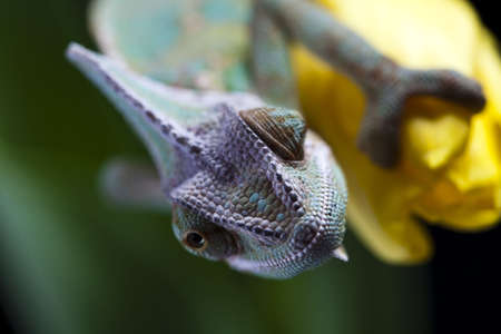 Tulip and Chameleonの写真素材