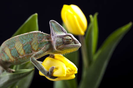 Tulip and Chameleonの写真素材
