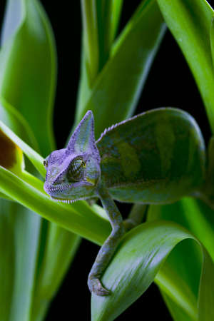 Chameleon on the leafの写真素材
