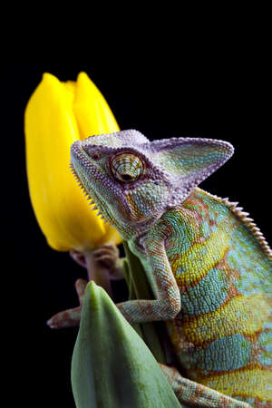 Tulip and Chameleonの写真素材