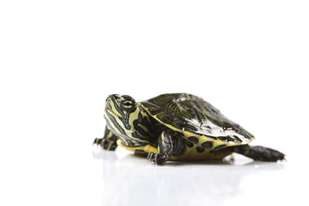 Slow turtleの写真素材