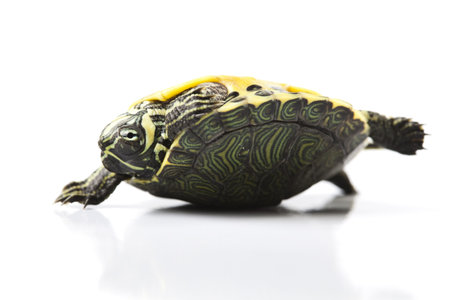 Turtle as a pet