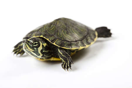 Turtle - isolated on whiteの写真素材
