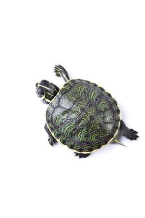 Slow turtleの写真素材