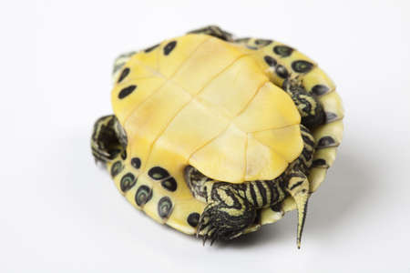 Walking turtleの写真素材