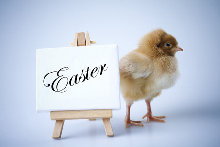 Easter Chick on table