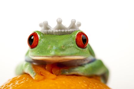 Princess frog    の写真素材