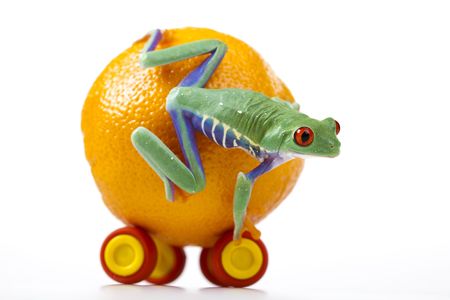 Orange frog  の写真素材