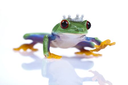Princess frog    の写真素材