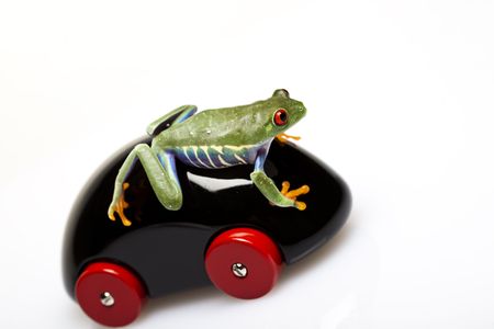 Green Frog driving!の写真素材