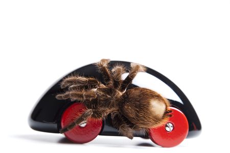 Driver spiderの写真素材