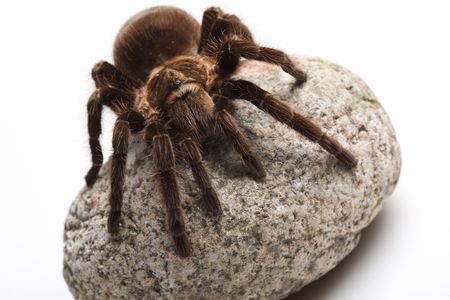 Spider on white backgroundの写真素材